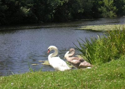 Tapio-Oko-Terv_Hattyuk_Fooldal